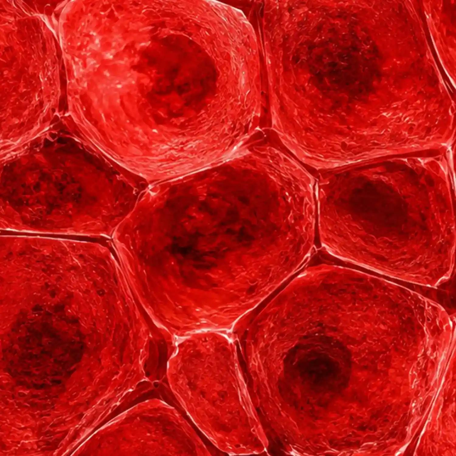 Red blood cells under magnification