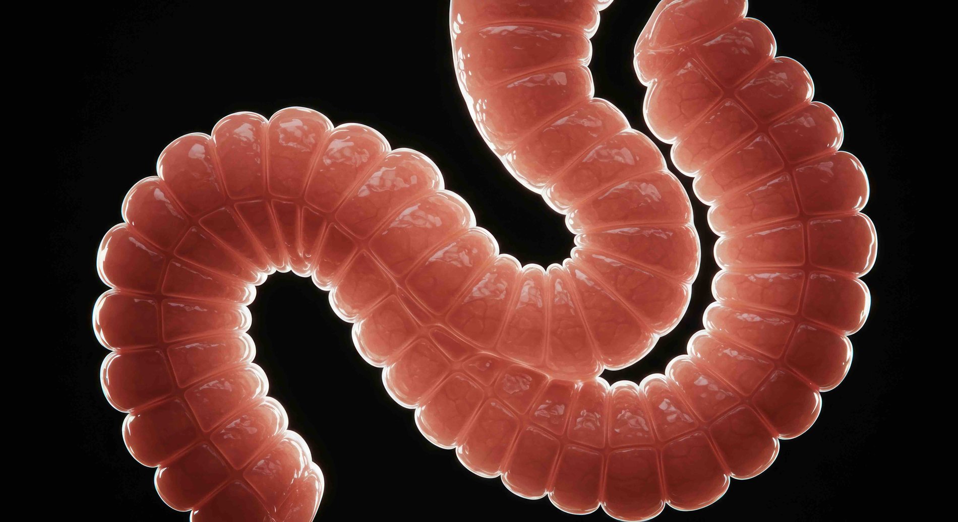 What Is Gut Health Testing? Comprehensive Lab Insights for Optimal Health-image